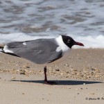 Laughing Gull Northern viewpoint before entering the Chesapeake Bay Bridge-Tunnel.