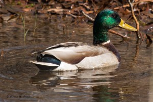 Mallard Blackwater NWR