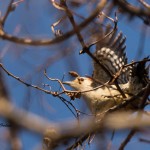 Red-bellied Woodpecker Prime Hook NWR Dec. 2014