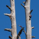 Red-headed Woodpecker Eagle Point Nature Preserve, Salisbury, NC