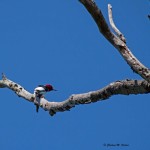 Red-headed Woodpecker Eagle Point Nature Preserve, Salisbury, NC