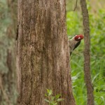 Red-headed Woodpecker Blackwater NWR - Jul. 2014