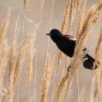 Red-winged Blackbird Bombay Hook NWR