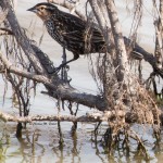 Red-winged Blackbird, Blackwater NWR