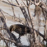 Red-winged Blackbird, female Blackwater NWR