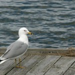 Ring-billed Gull Assateague State Park 2013