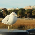 Ring-billed Gull Charleston Waterfront Park Dec. 2013