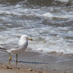 Ring-billed Gull Northern viewpoint before entering the Chesapeake Bay Bridge-Tunnel.