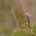 Savannah Sparrow Pickering Creek Audubon Center