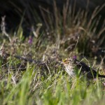 Savannah Sparrow Chincoteague NWR, Wildlife Loop