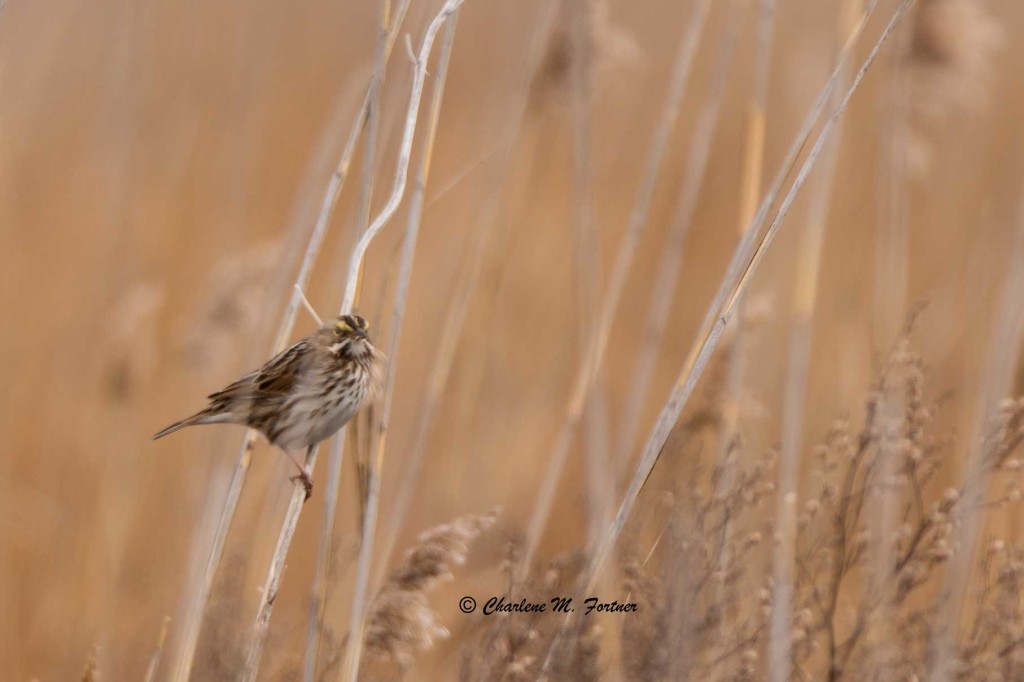 Savannah Sparrow Port Mahon Rd., DE Dec. 2014