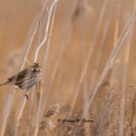 Savannah Sparrow Port Mahon Rd., DE Dec. 2014