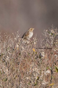 Savannah Sparrow Bombay Hook NWR Dec. 2014