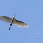 Snowy Egret Bombay Hook NWR