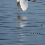 Snowy Egret Prime Hook NWR