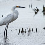 Snowy Egret Prime Hook NWR Off Prime Hook Rd.