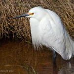 Snowy Egret Chincoteague NWR