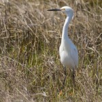 Snowy Egret Chincoteague NWR