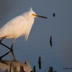 Snowy Egret Prime Hook NWR