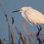 Snowy Egret Prime Hook NWR