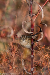 Swamp Sparrow Cape Henlopen SP Dec. 2014