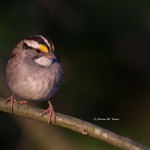 White-throated Sparrow Greenwood, DE