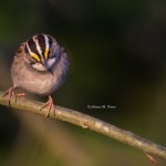 White-throated Sparrow Greenwood, DE