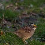 White-throated Sparrow Greenwood, DE