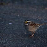 White-throated Sparrow Greenwood, DE