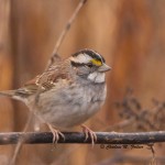 White-throated Sparrow Blackwater NWR Dec. 2014