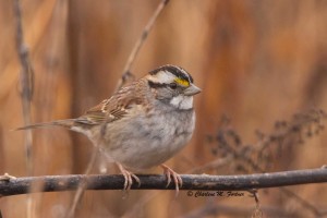 White-throated Sparrow Blackwater NWR Dec. 2014