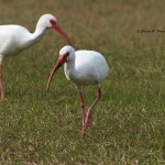 White Ibis Middleton Place, Charleston, SC - Dec. 2013