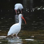 White Ibis Middleton Place, Charleston, SC - Dec. 2013