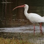 White Ibis Magnolia Cemetery, North Charleston, SC - Dec. 2013