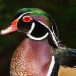 Wood Duck, captive North Carolina Zoological Park Cypress Swamp boardwalk