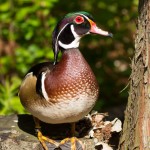 Wood Duck, captive North Carolina Zoological Park Cypress Swamp boardwalk