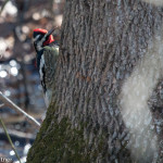 Yellow-bellied Sapsucker Pee Dee NWR, NC Jan. 2016