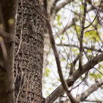 Can you find him? Yellow-bellied Sapsucker, juvenile Mocksville, NC