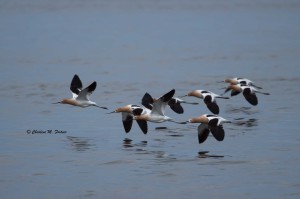 American Avocet Prime Hook NWR - Apr. 2014 Prime Hook Rd.