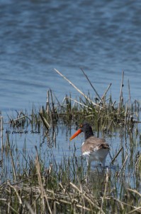 American Oystercatcher Chincoteague NWR, April 2014 Pair located off the road going towards Toms Cove Visitor Center.