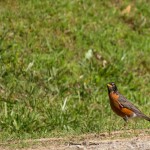 American Robin Mocksville, NC