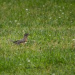 American Robin, juv. Tanglewood Park, Clemmons, NC