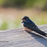 Barn Swallow Pee Dee NWR - June 2014