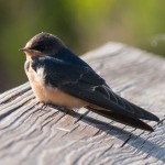 Barn Swallow Pee Dee NWR - June 2014