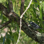 Black-and-White Warbler Pee Dee NWR May 2016