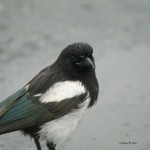 Black-billed Magpie Richardson Highway, north of Valdez, AK - Summer 2008