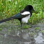 Black-billed Magpie Richardson Highway, north of Valdez, AK - Summer 2008