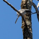 Blue-gray Gnatcatcher Mocksville, NC