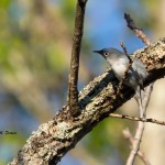 Old World Warblers & Gnatcatchers