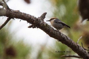 Brown-headed Nuthatch Cape Henlopen SP Dec. 2014